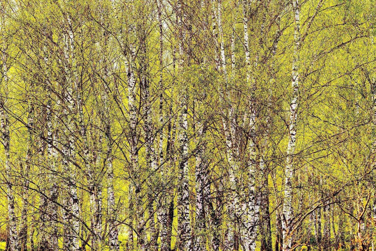 Birch branches covered with young bright foliage and illuminated by the sun in the spring. photo