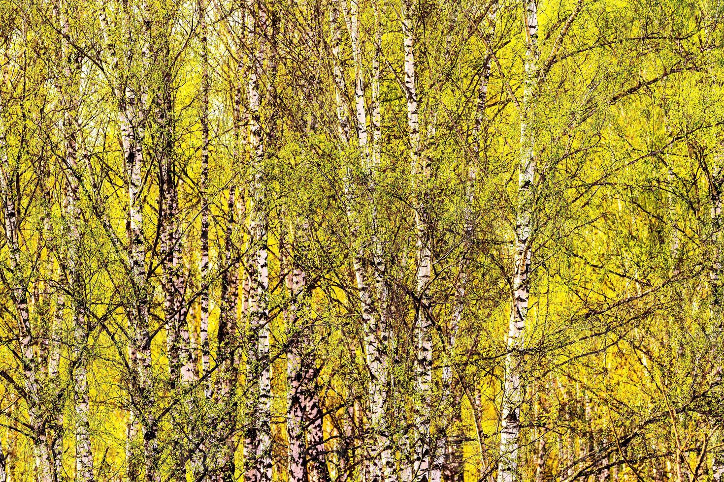 Birch branches covered with young bright foliage and illuminated by the sun in the spring. photo