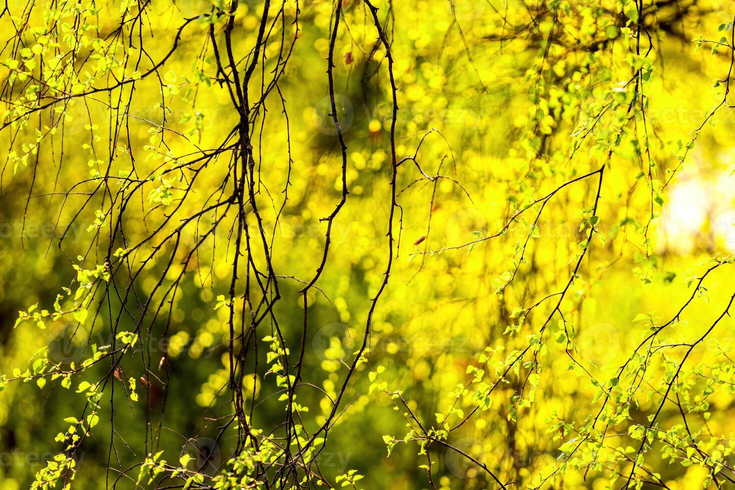 Birch branches covered with young bright foliage and illuminated by the sun in the spring. photo
