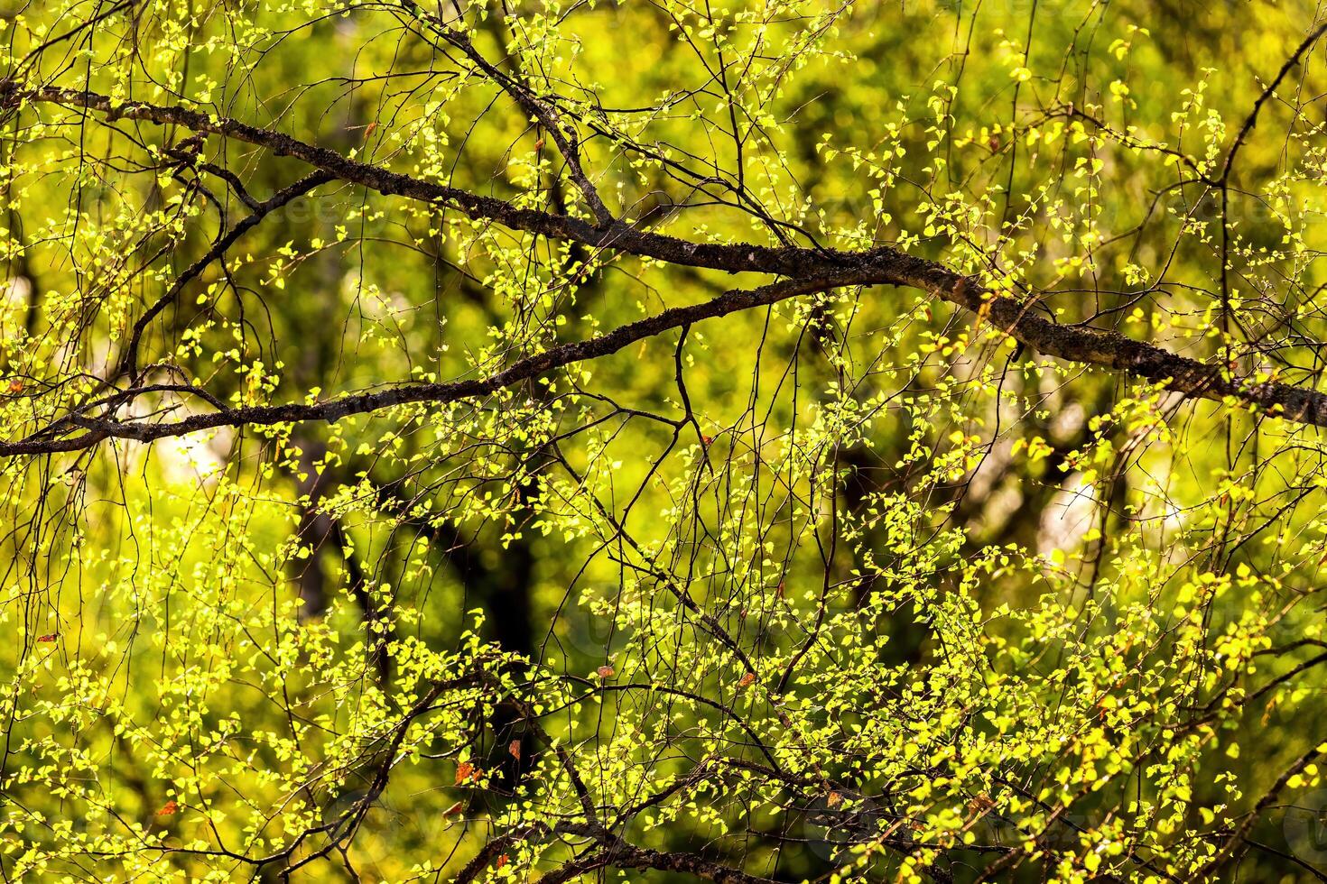Birch branches covered with young bright foliage and illuminated by the sun in the spring. photo