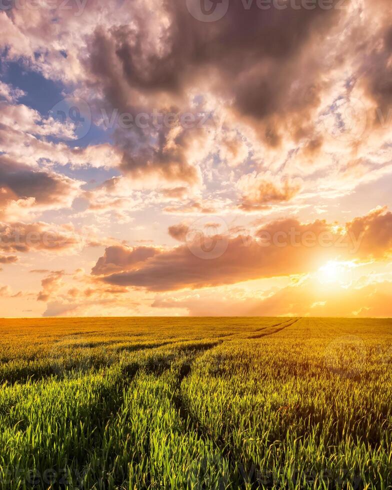 Sunset or sunrise on a rye field with golden ears and a cloudy sky. photo