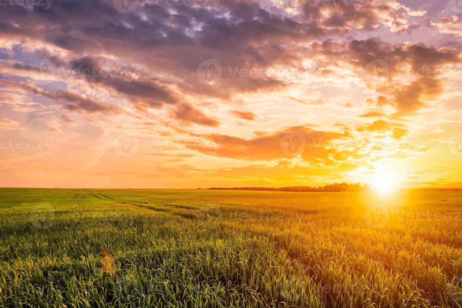 Sunset or sunrise on a rye field with golden ears and a cloudy sky. photo