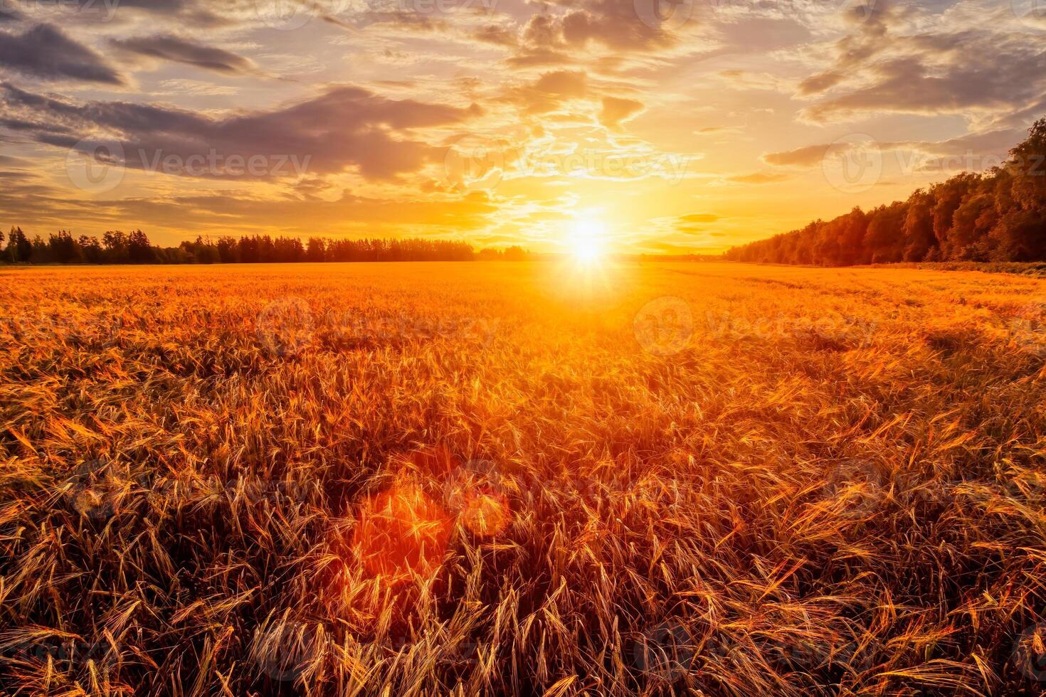 Sunset or sunrise on a rye field with golden ears and a cloudy sky. photo