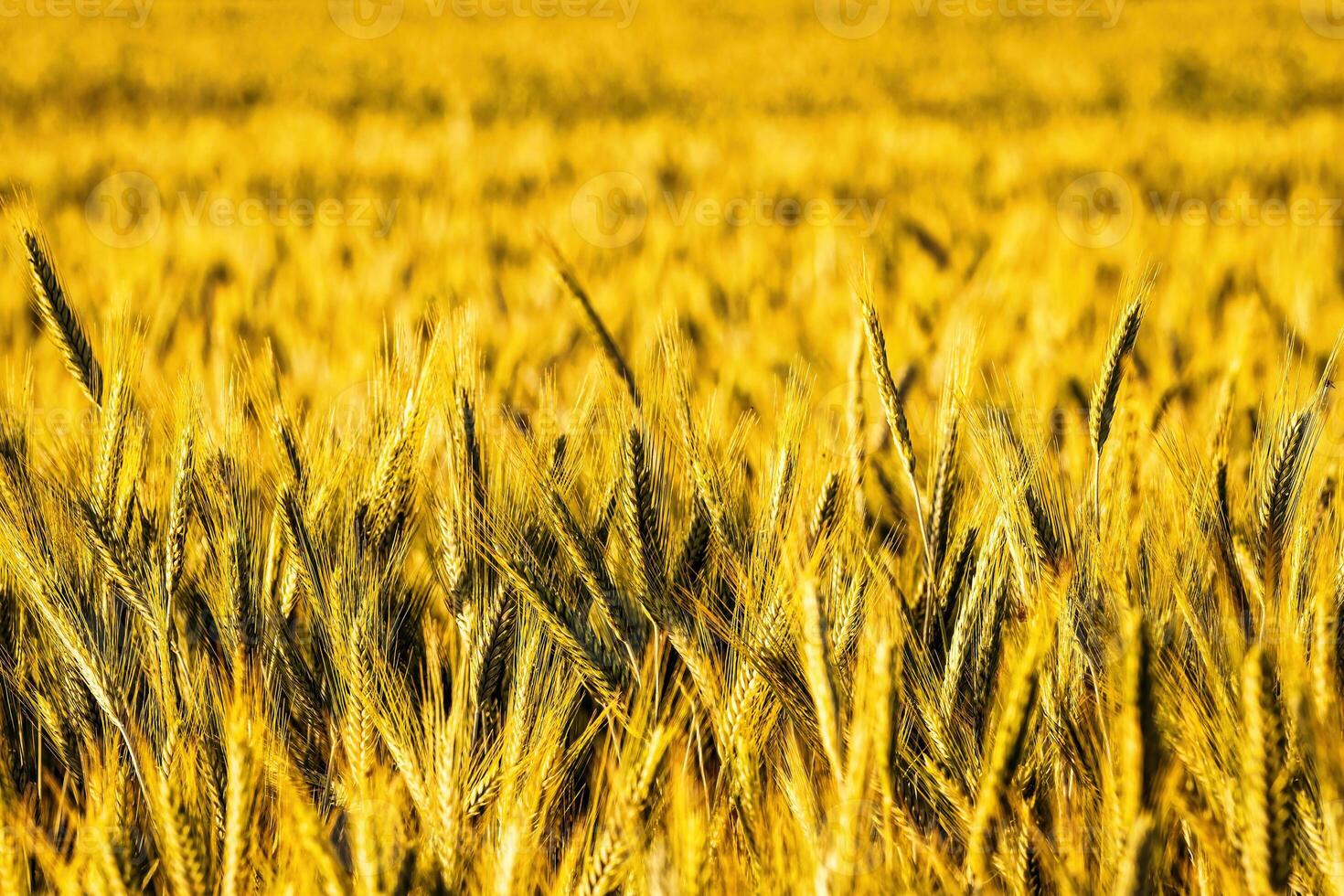 Golden ears of young rye lit by the evening rays of the sun. The concept of agriculture and cultivation of cereals. photo