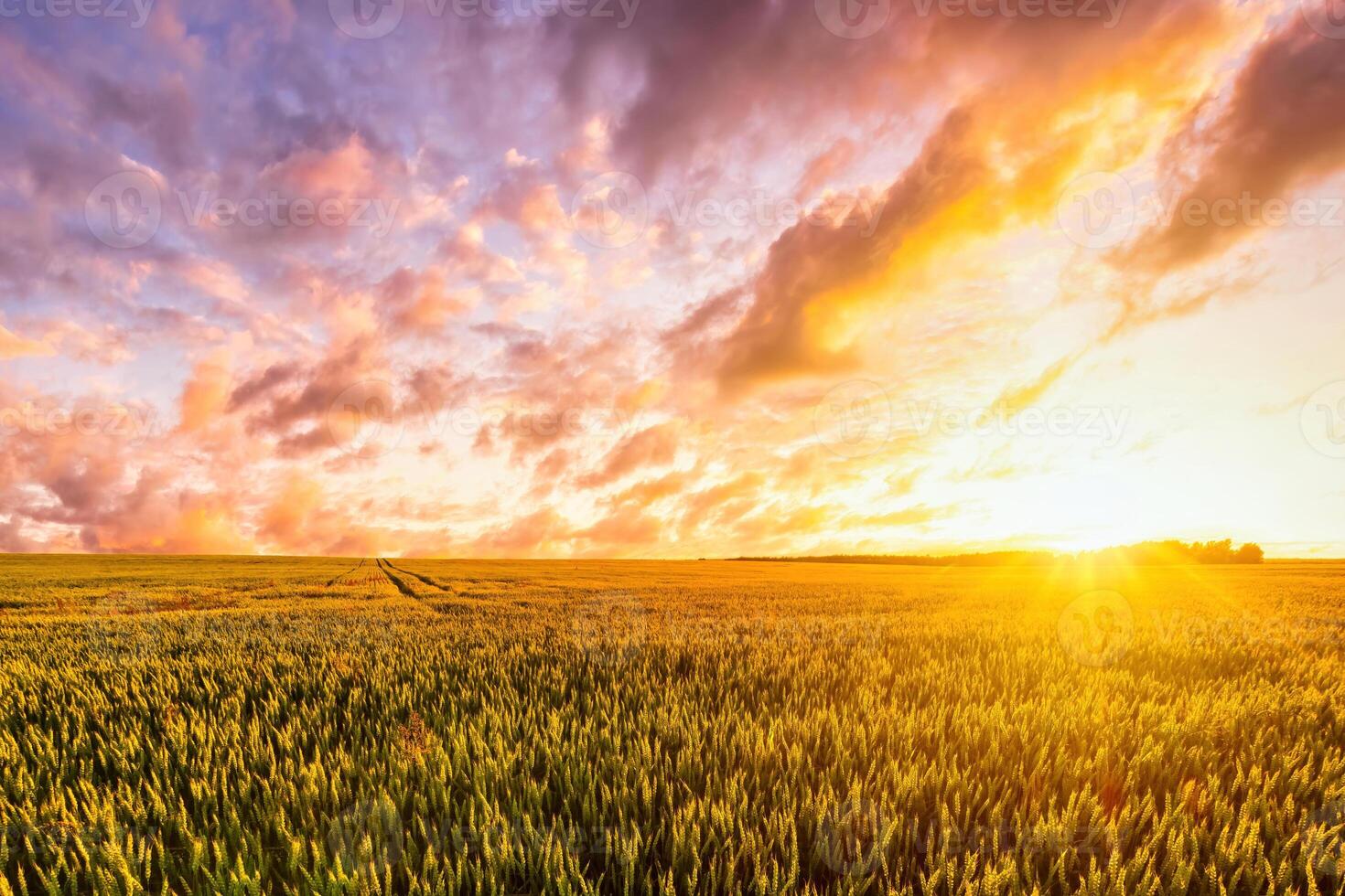 Sunset or sunrise on a wheat field with young green ears and a cloudy sky. photo