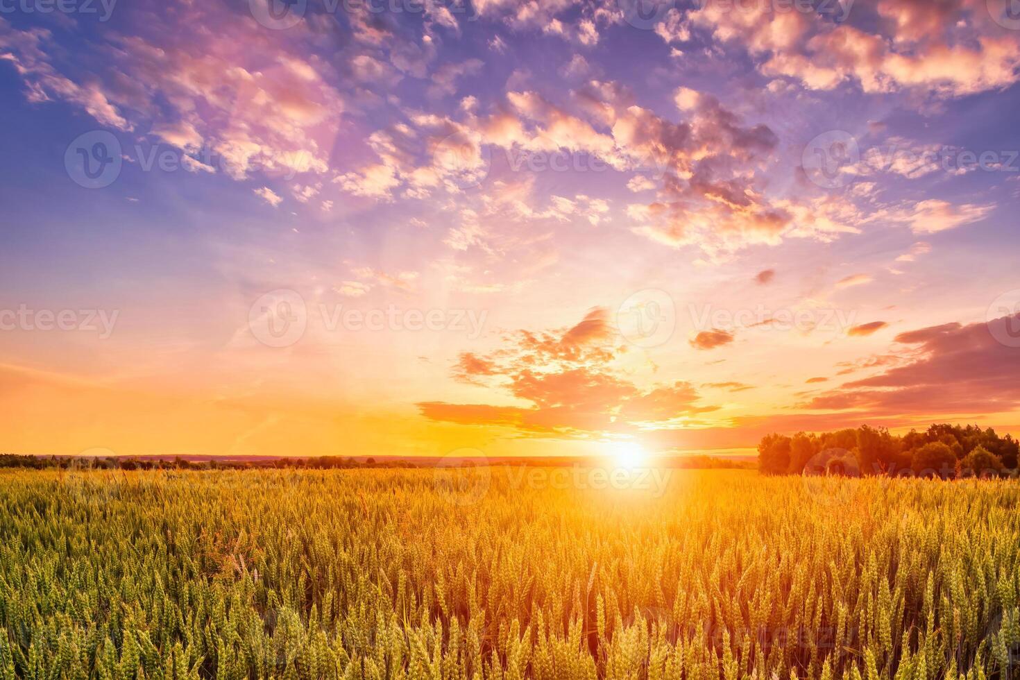 Sunset or sunrise on a wheat field with young green ears and a cloudy sky. photo