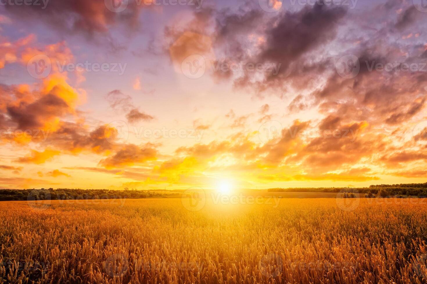 Sunset on the field with young rye or wheat in the summer with a cloudy sky background. photo