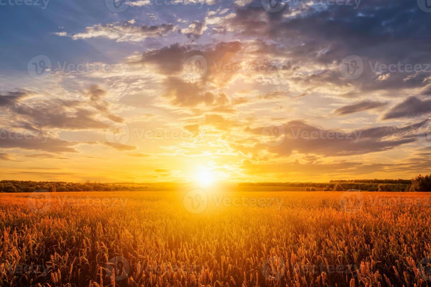 Sunset on the field with young rye or wheat in the summer with a cloudy sky background. photo