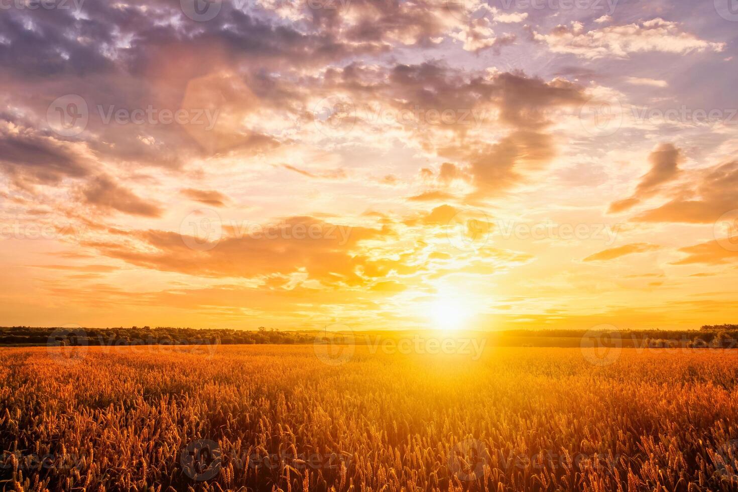 Sunset on the field with young rye or wheat in the summer with a cloudy sky background. photo