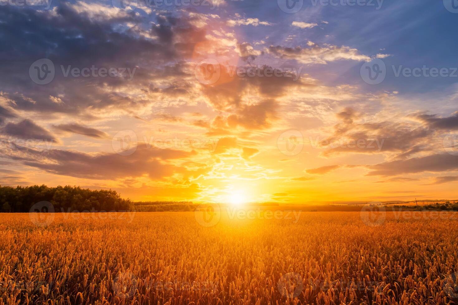 Sunset on the field with young rye or wheat in the summer with a cloudy sky background. photo
