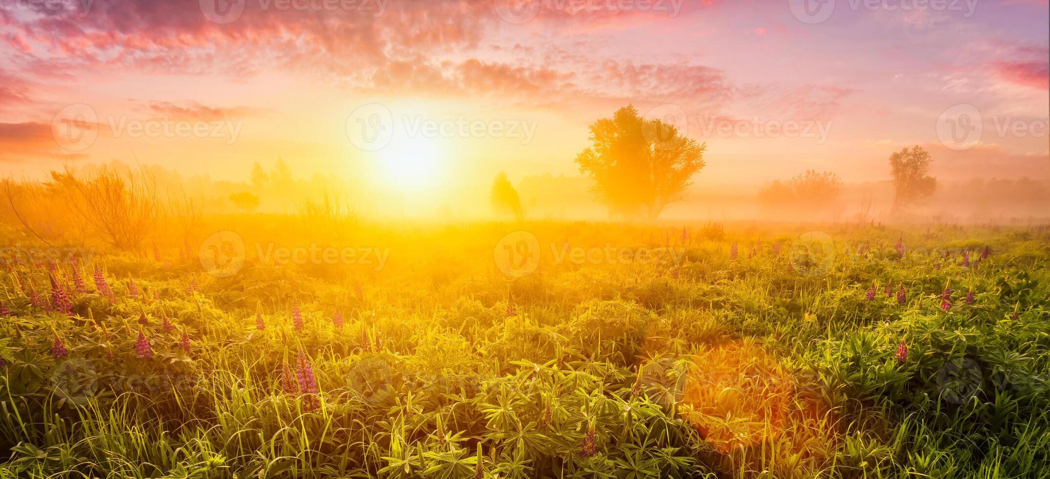 Sunrise on a field covered with flowering lupines in spring or early summer season with fog and cloudy sky. photo