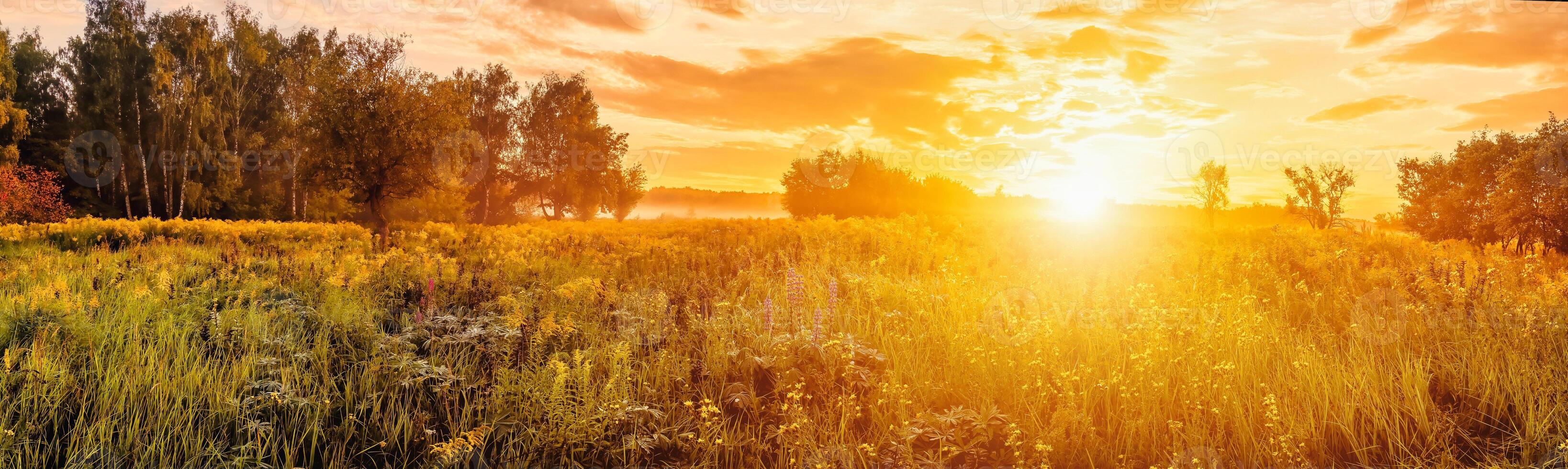 Sunrise on a field covered with wild flowers in summer season with fog and trees on a background in morning. photo
