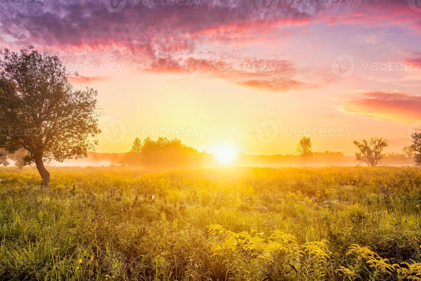Sunrise on a field covered with wild flowers in summer season with fog and trees on a background in morning. photo