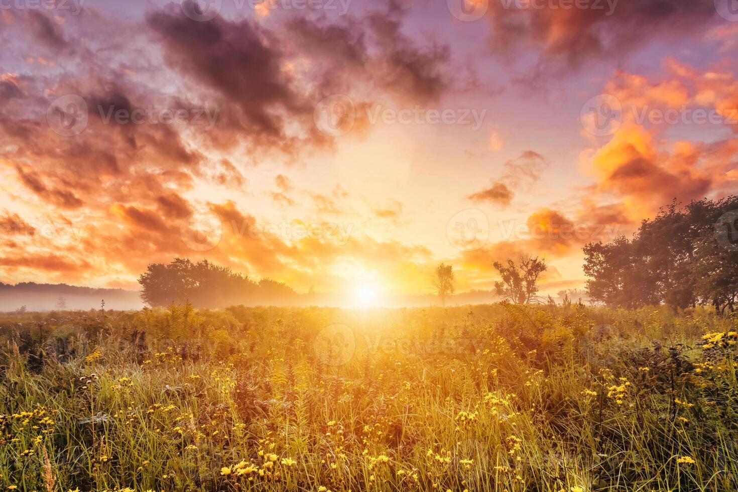 Sunrise on a field covered with wild flowers in summer season with fog and trees on a background in morning. photo