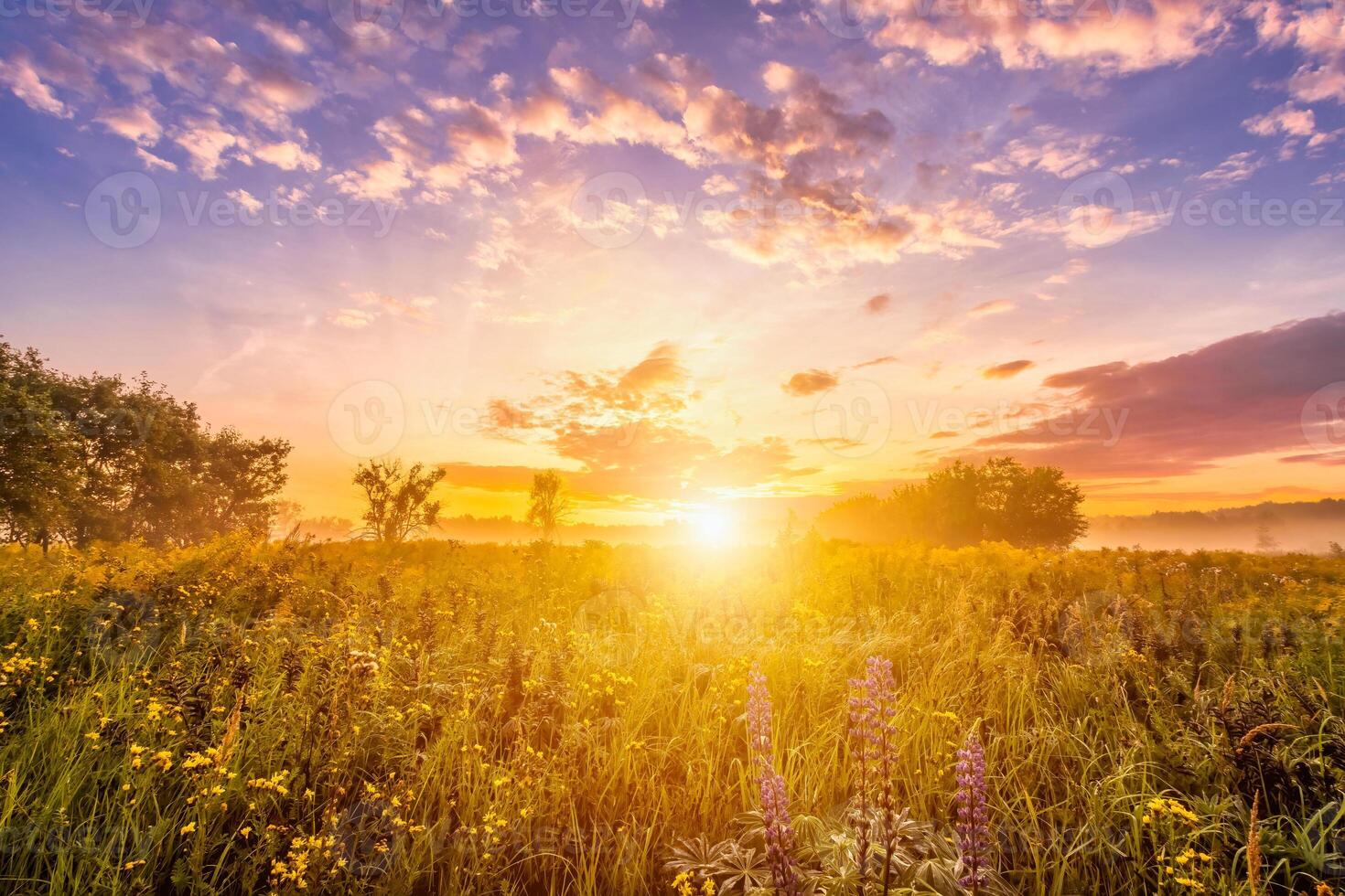 Sunrise on a field covered with wild flowers in summer season with fog and trees on a background in morning. photo