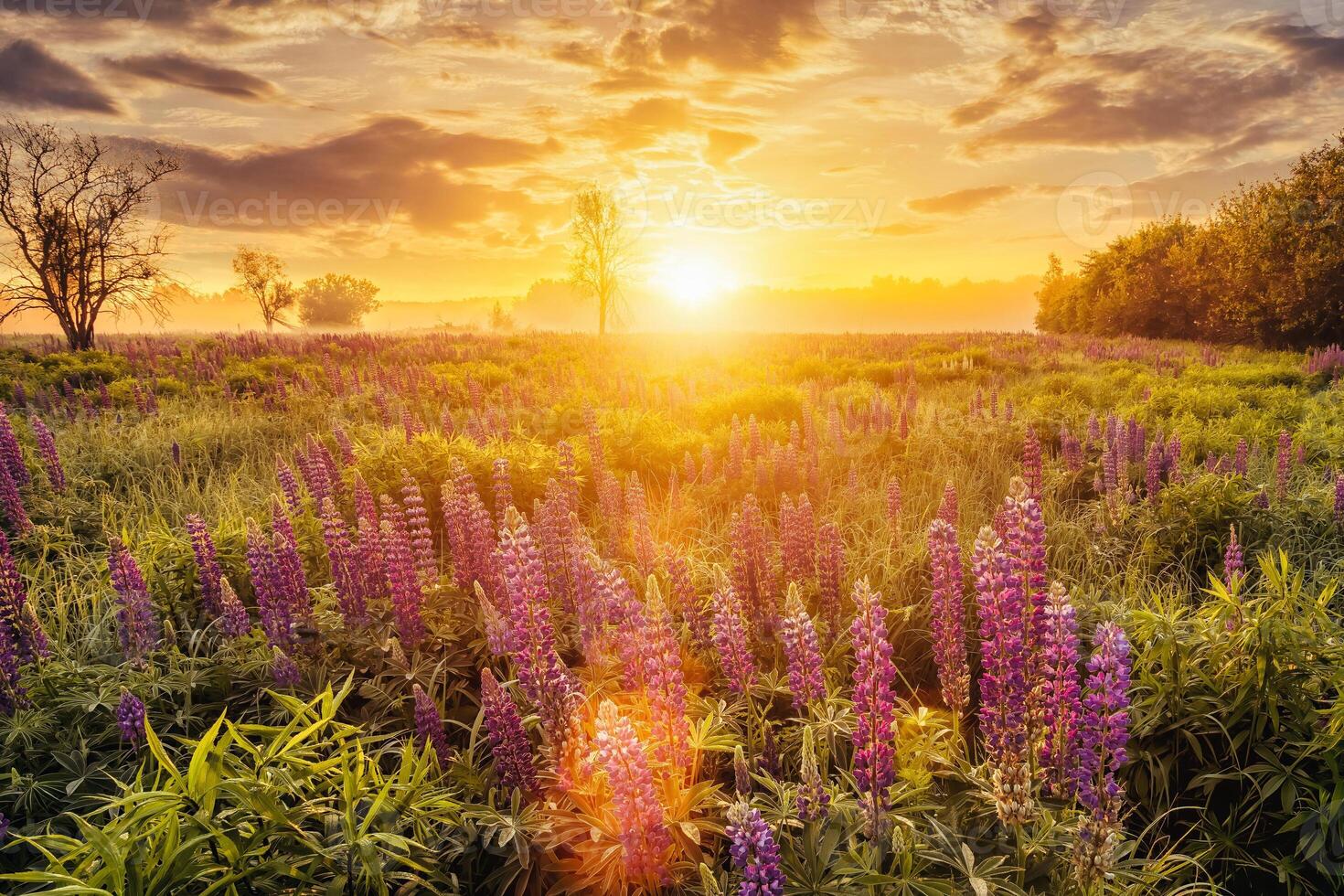 Sunrise on a field covered with flowering lupines in spring or early summer season with fog and cloudy sky. photo