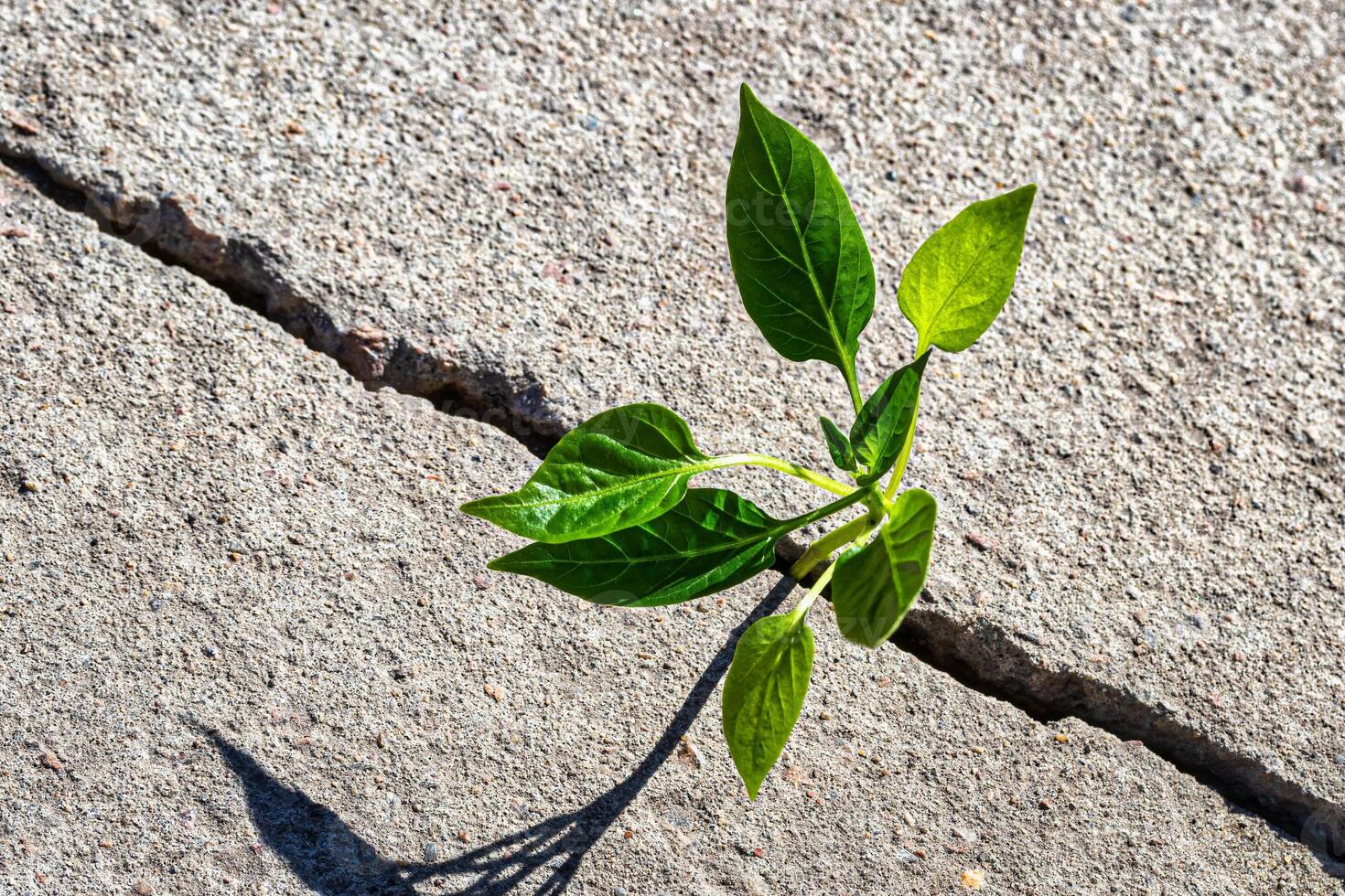 A sprout with leaves growing from a crack. The concept of growth, development, overcoming difficulties and beginning. photo