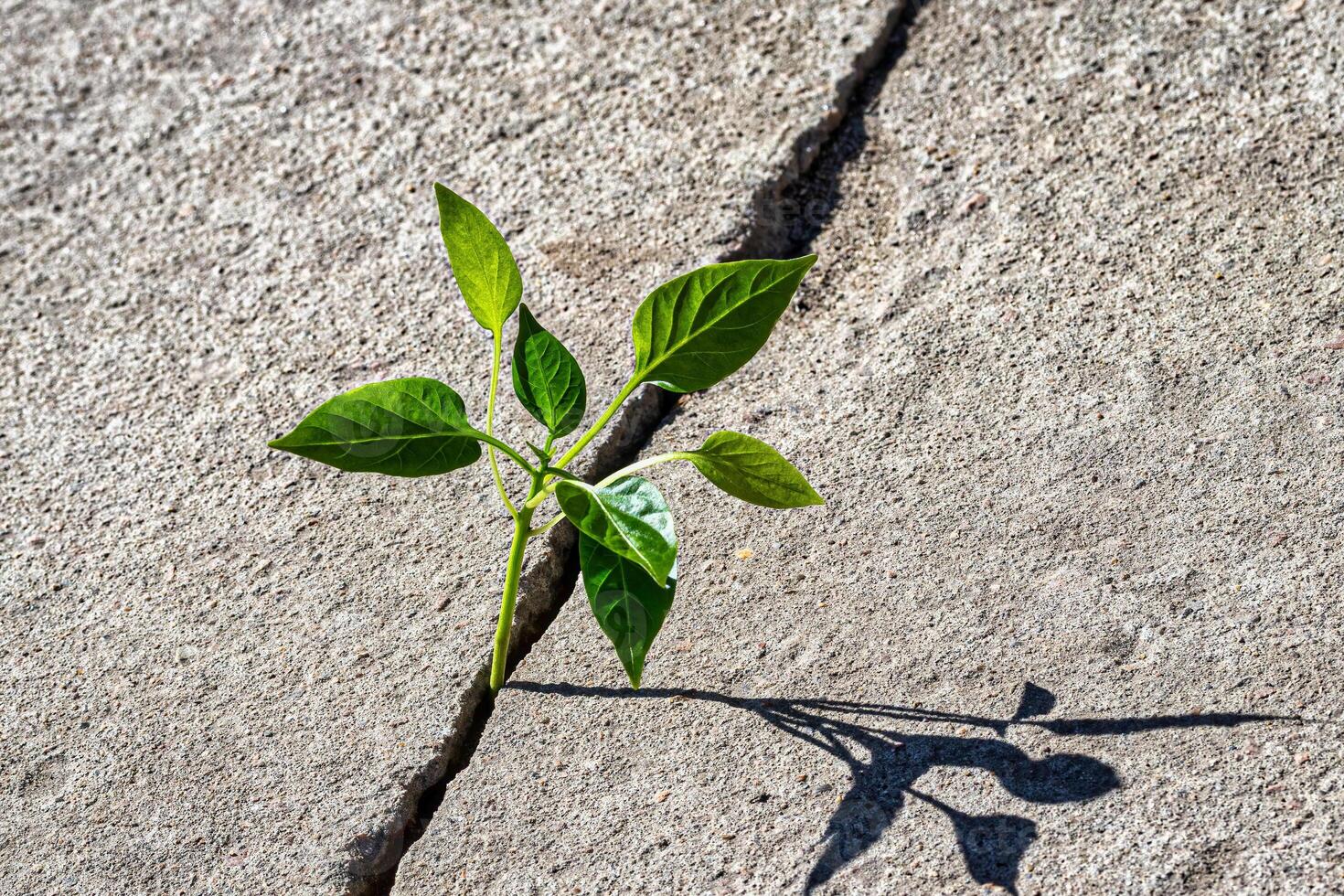 A sprout with leaves growing from a crack. The concept of growth, development, overcoming difficulties and beginning. photo
