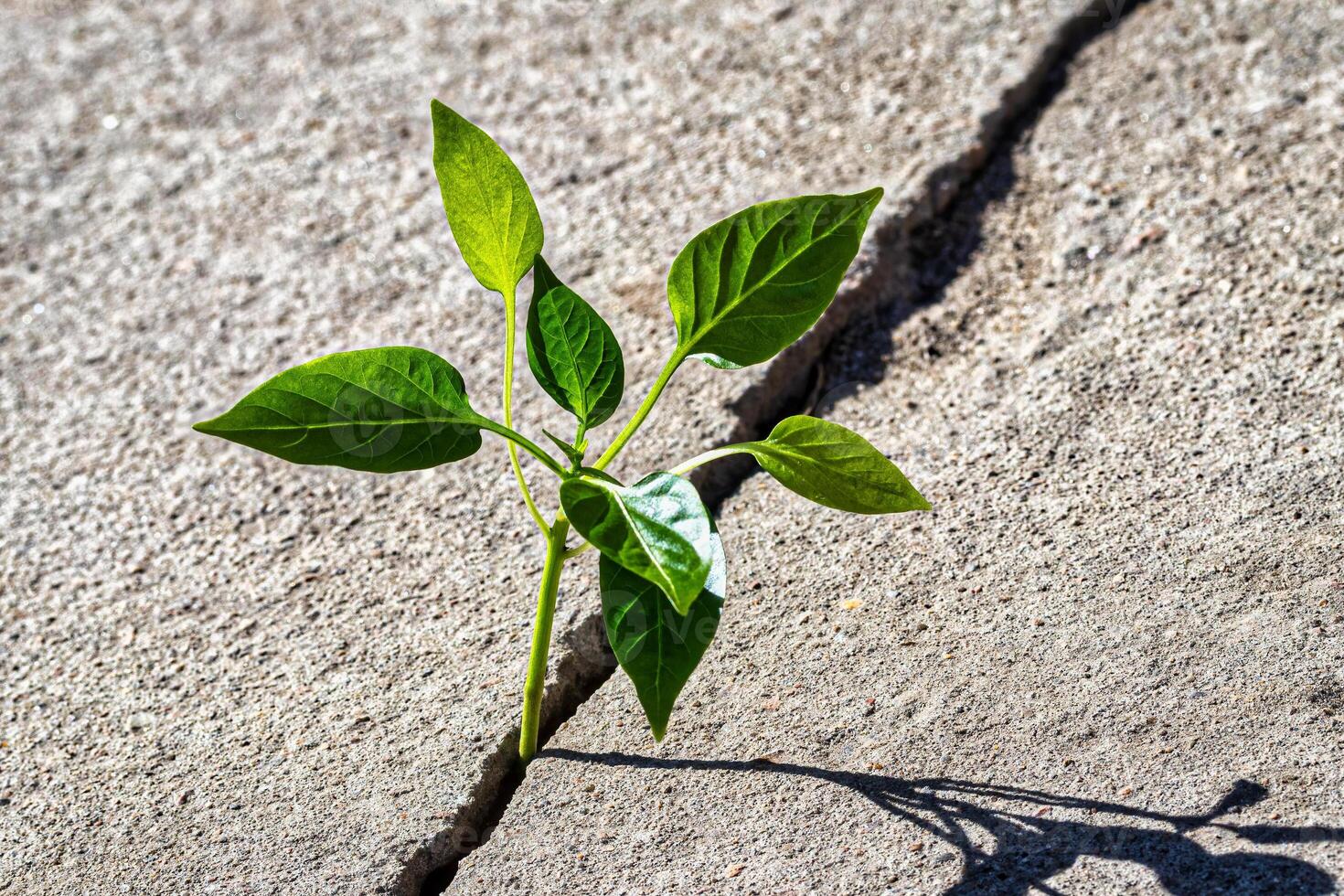 A sprout with leaves growing from a crack. The concept of growth, development, overcoming difficulties and beginning. photo