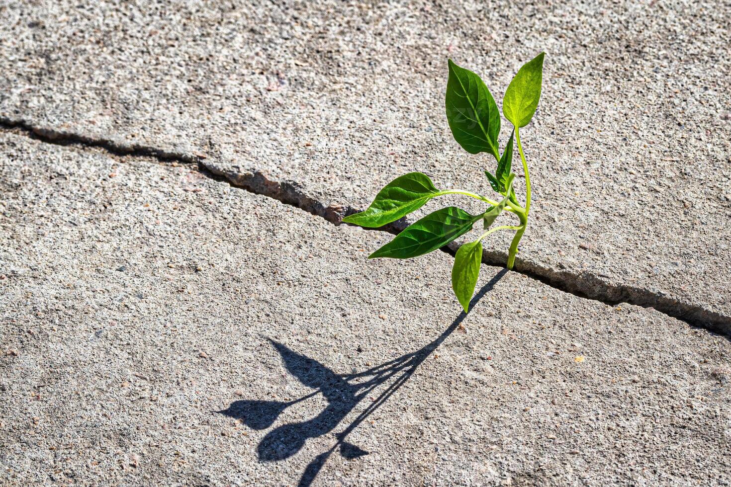 A sprout with leaves growing from a crack. The concept of growth, development, overcoming difficulties and beginning. photo