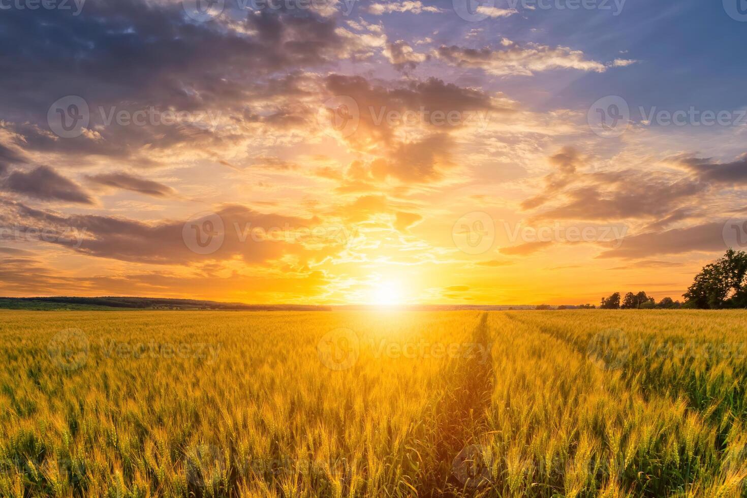 Sunset or sunrise on a rye field with golden ears and a cloudy sky. photo
