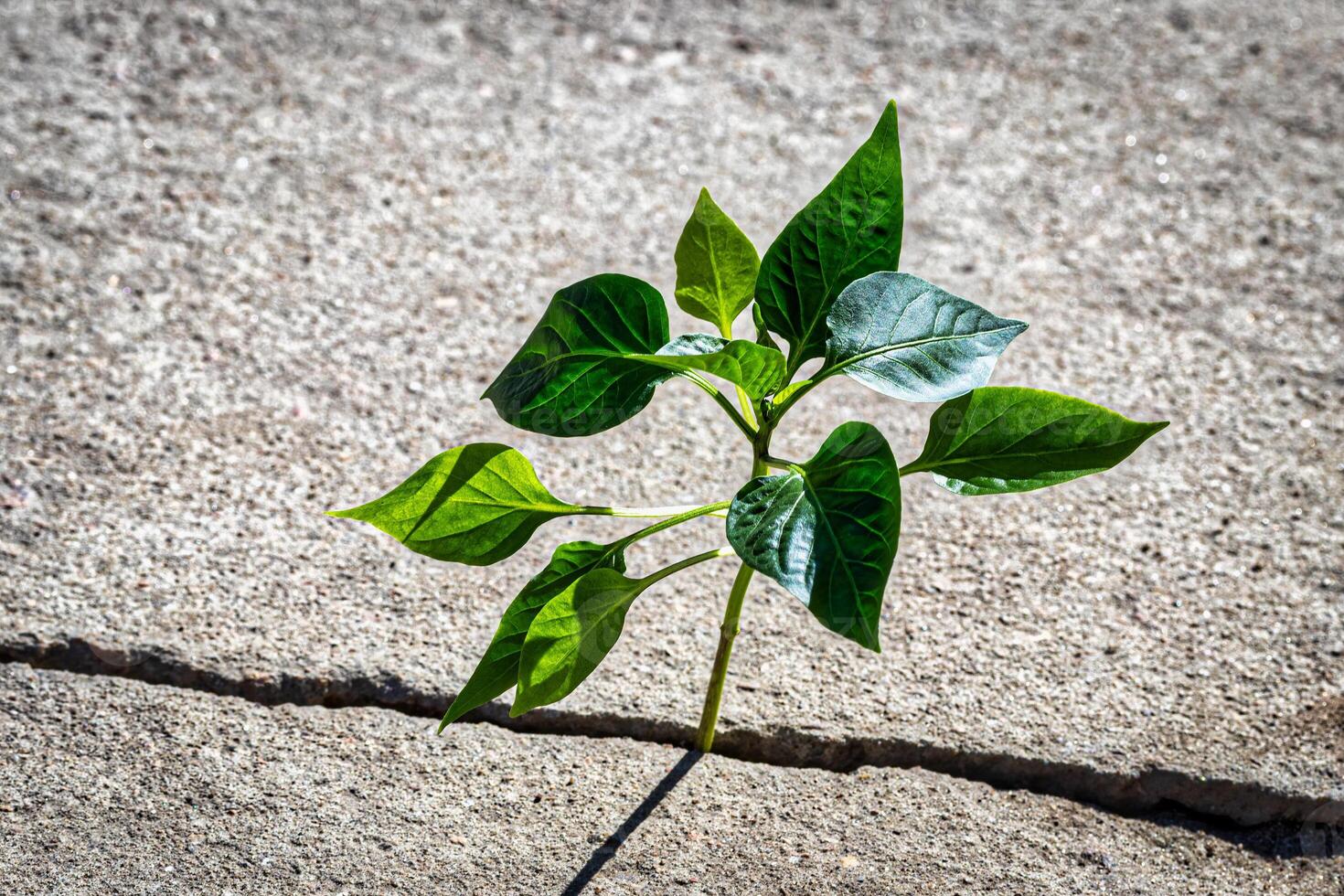 A sprout with leaves growing from a crack. The concept of growth, development, overcoming difficulties and beginning. photo
