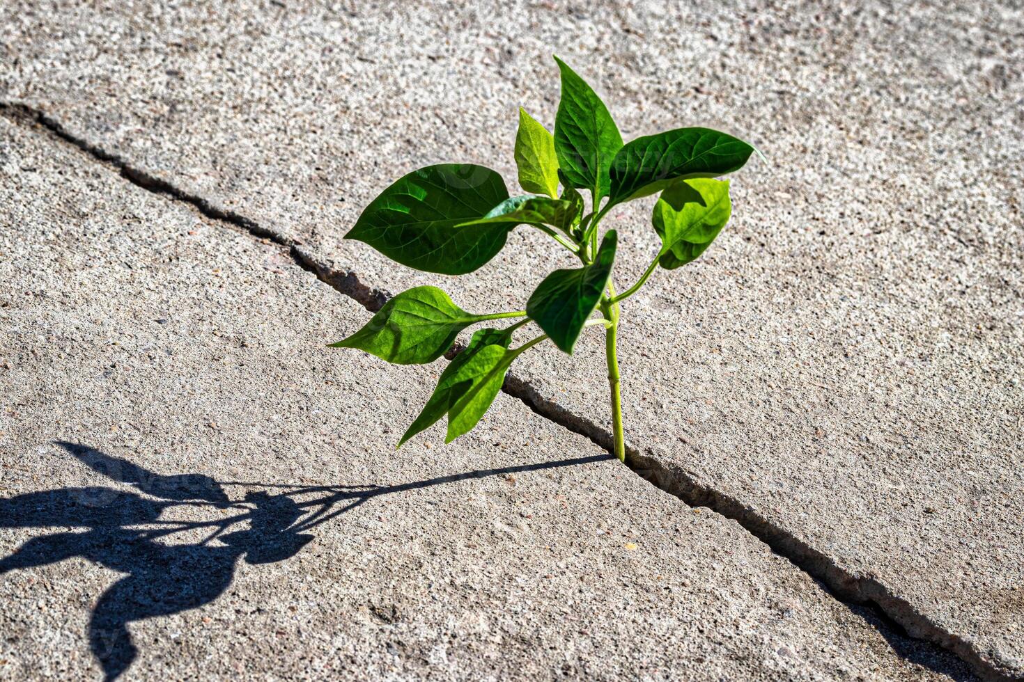 A sprout with leaves growing from a crack. The concept of growth, development, overcoming difficulties and beginning. photo