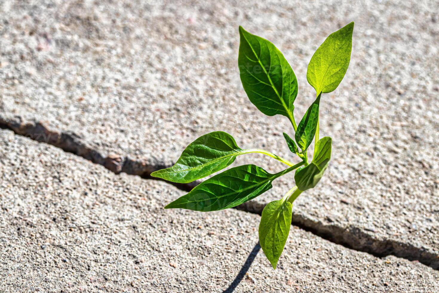 A sprout with leaves growing from a crack. The concept of growth, development, overcoming difficulties and beginning. photo