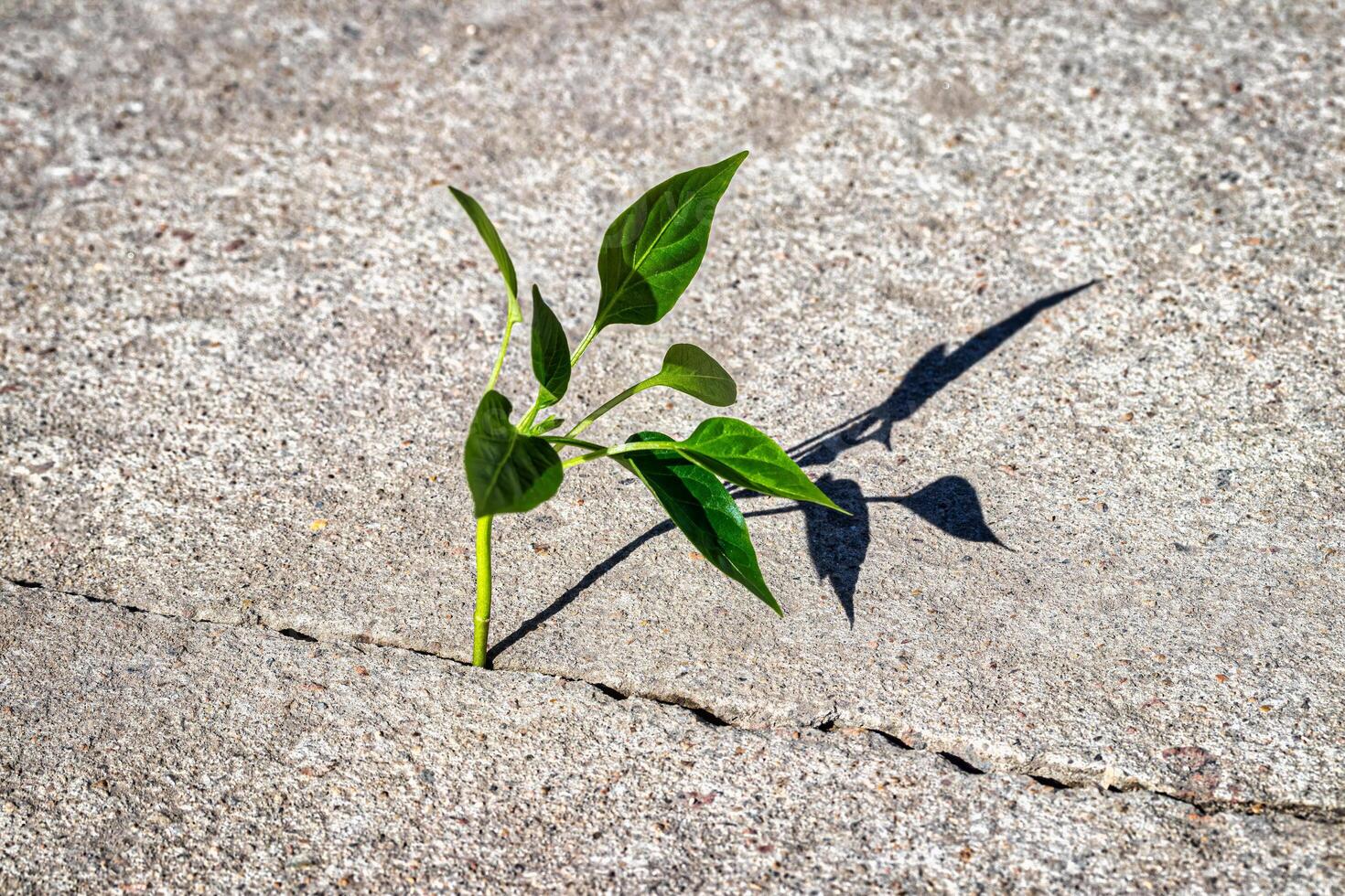 A sprout with leaves growing from a crack. The concept of growth, development, overcoming difficulties and beginning. photo