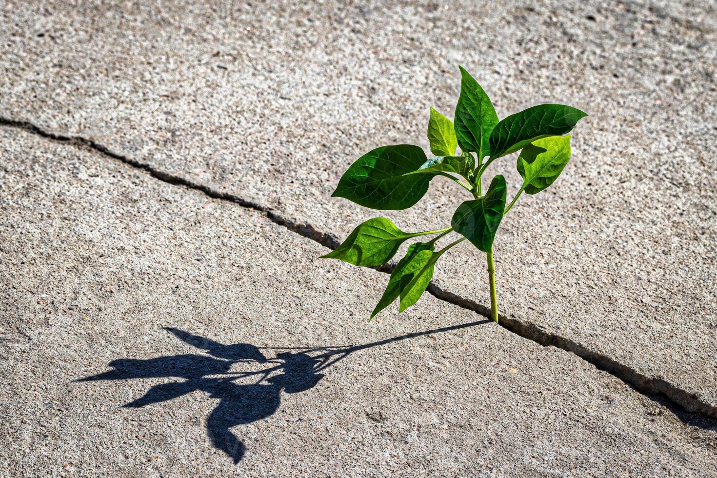 A sprout with leaves growing from a crack. The concept of growth, development, overcoming difficulties and beginning. photo