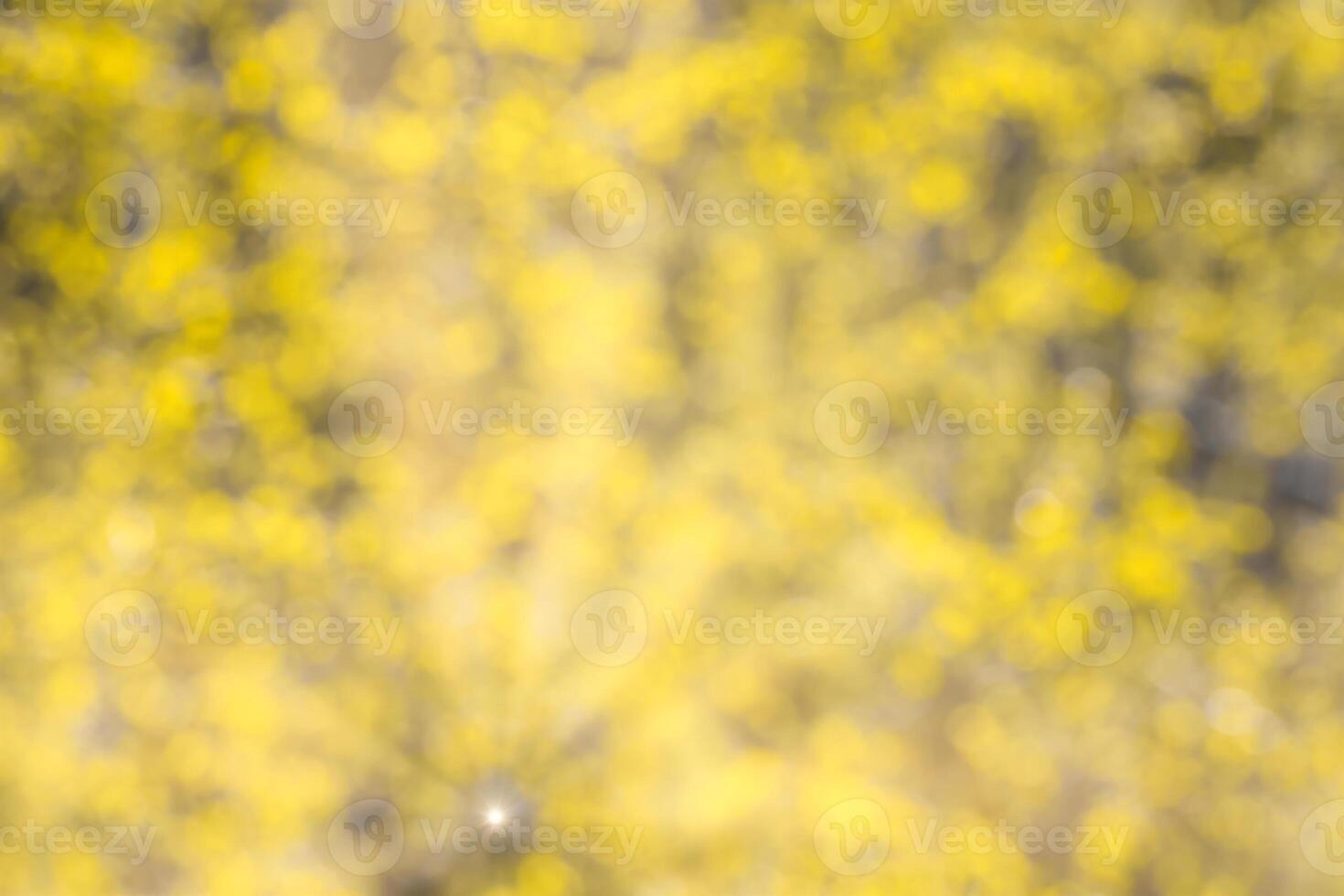 Blurred bokeh background image of bright yellow foliage and sunbeams in autumn. photo