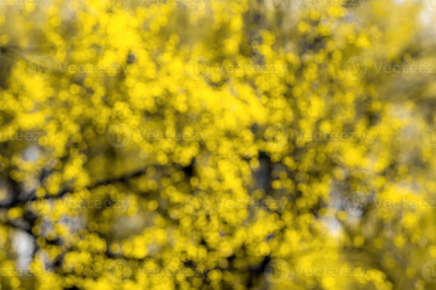 Blurred bokeh background image of bright yellow foliage in golden autumn. photo