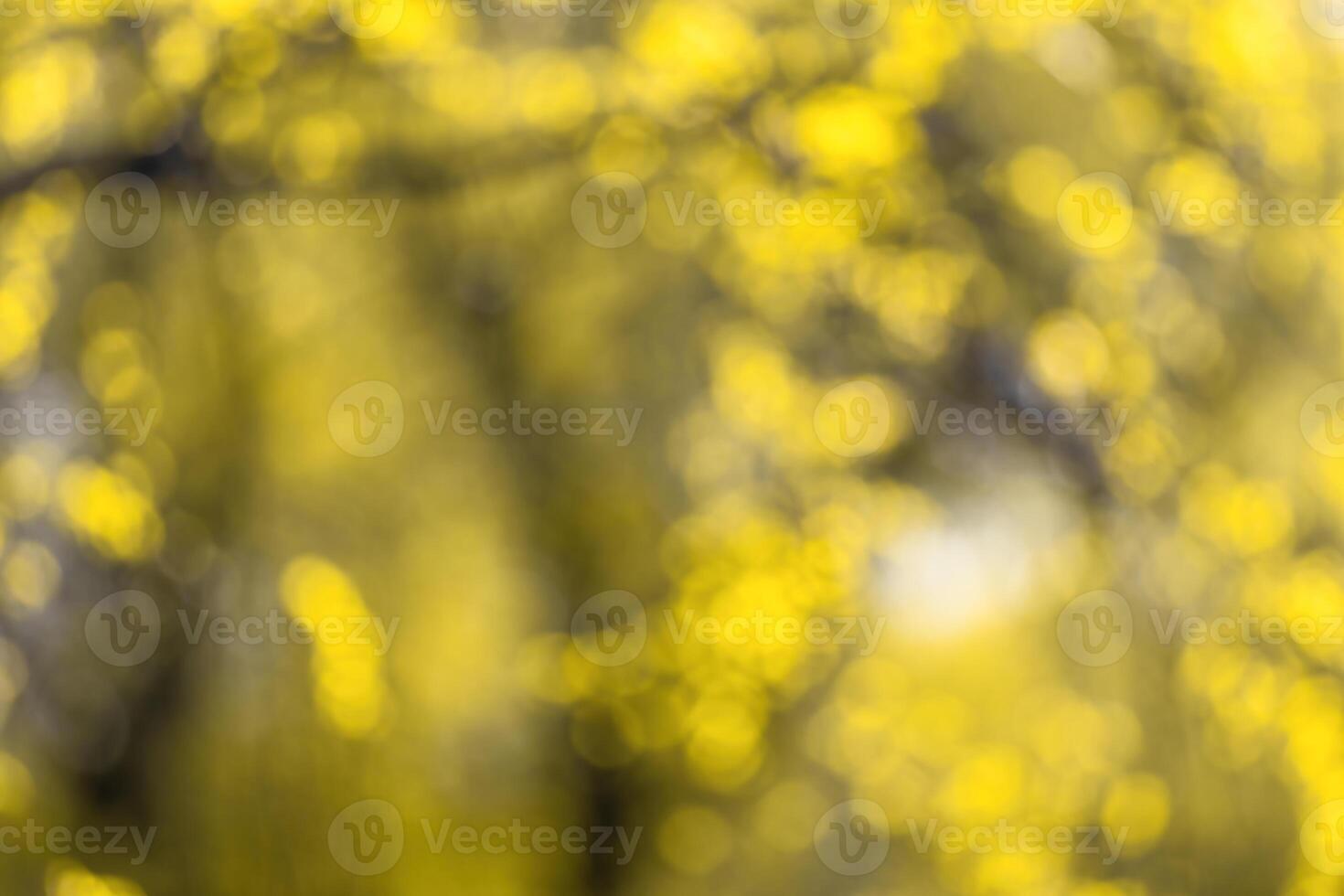 Blurred bokeh background image of bright yellow foliage in golden autumn. photo