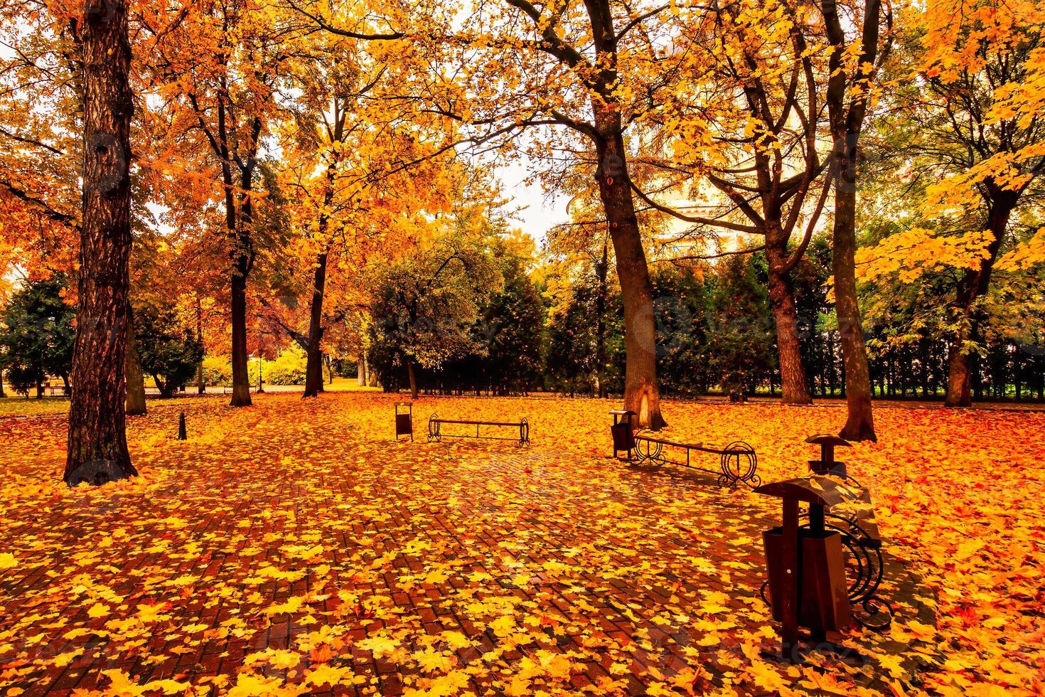 Golden autumn in a city park with trees and fallen leaves on a cloudy day. photo