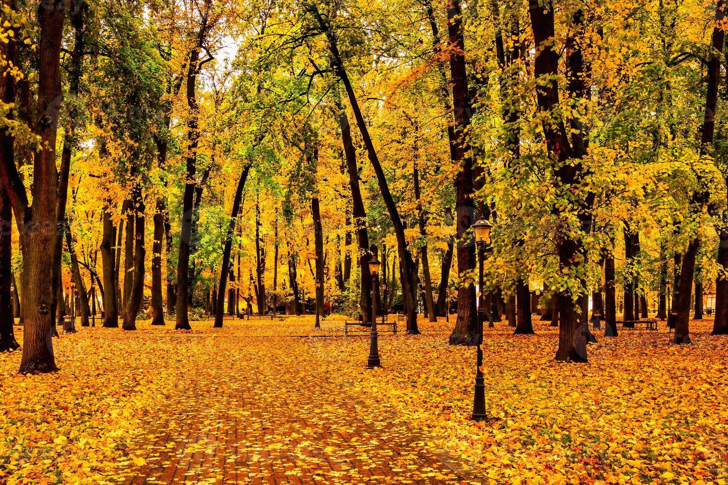 Golden autumn in a city park with trees and fallen leaves on a cloudy day. photo