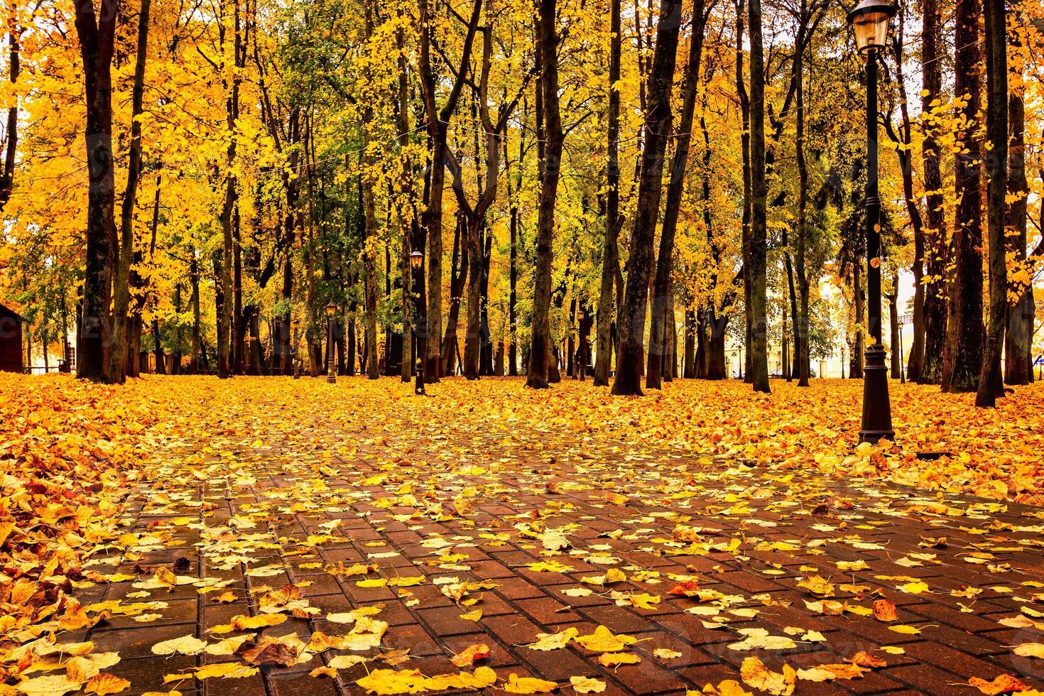 Golden autumn in a city park with trees and fallen leaves on a cloudy day. photo