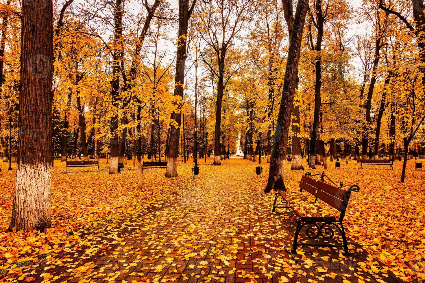 Golden autumn in a city park with trees and fallen leaves on a cloudy day. photo