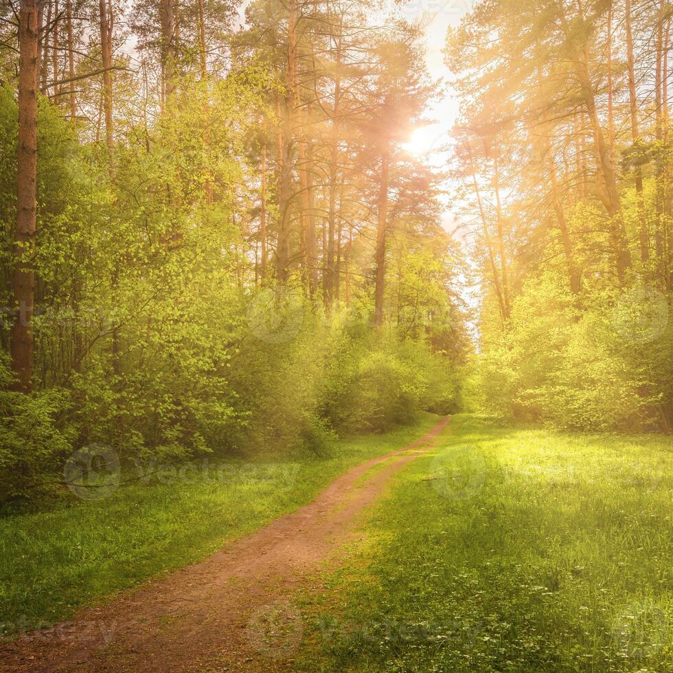 Sunbeams streaming through the pine trees and illuminating the young foliage on the bushes in the pine forest in spring. photo