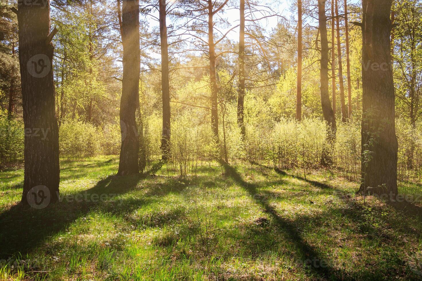 Sunbeams streaming through the pine trees and illuminating the young foliage on the bushes in the pine forest in spring. photo