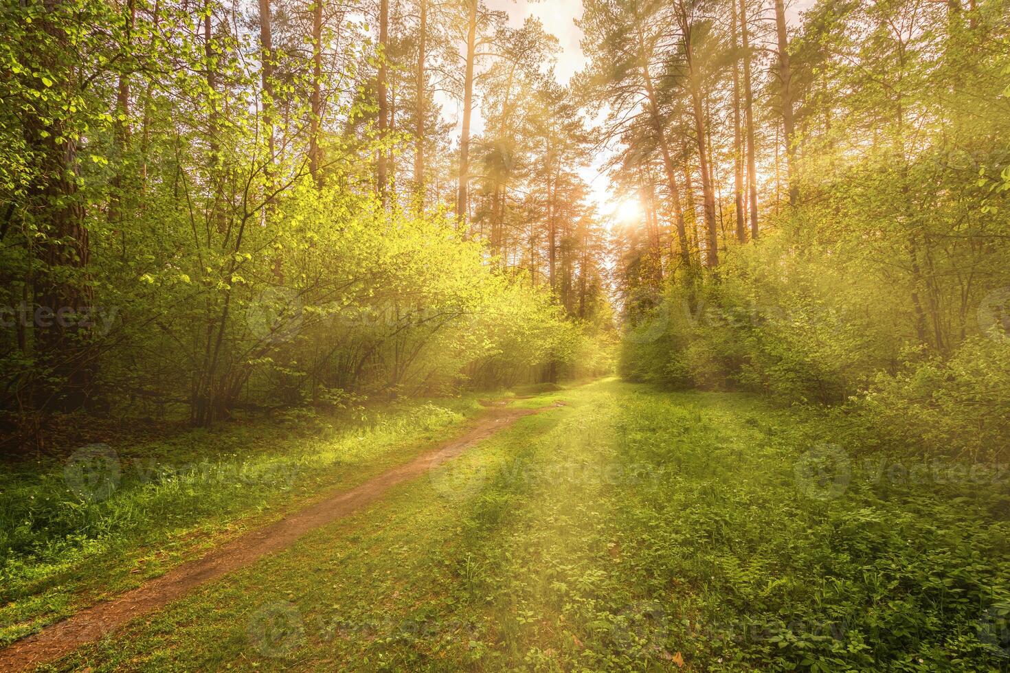 Sunbeams streaming through the pine trees and illuminating the young foliage on the bushes in the pine forest in spring. photo