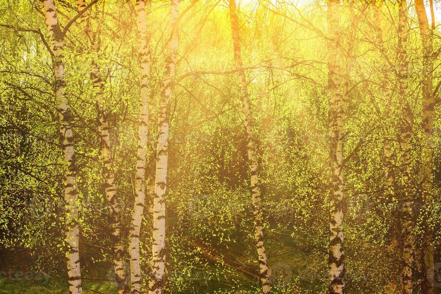Sunrise or sunset in a spring birch grove with young green foliage and grass. Sun rays breaking through the birches. photo