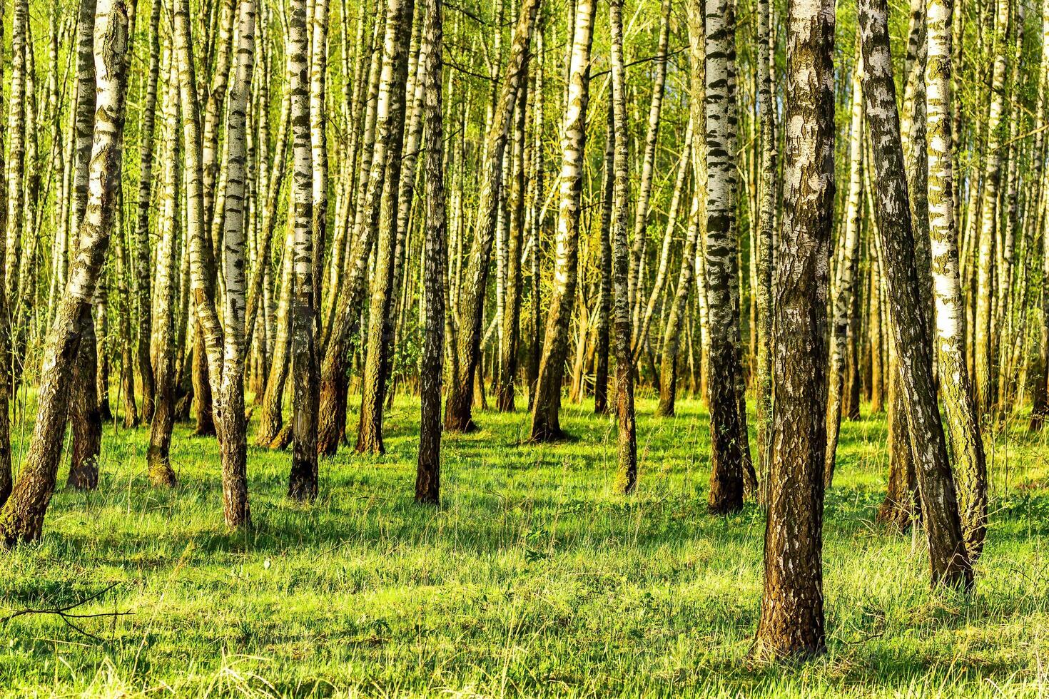 Spring birch forest with young green leaves. photo