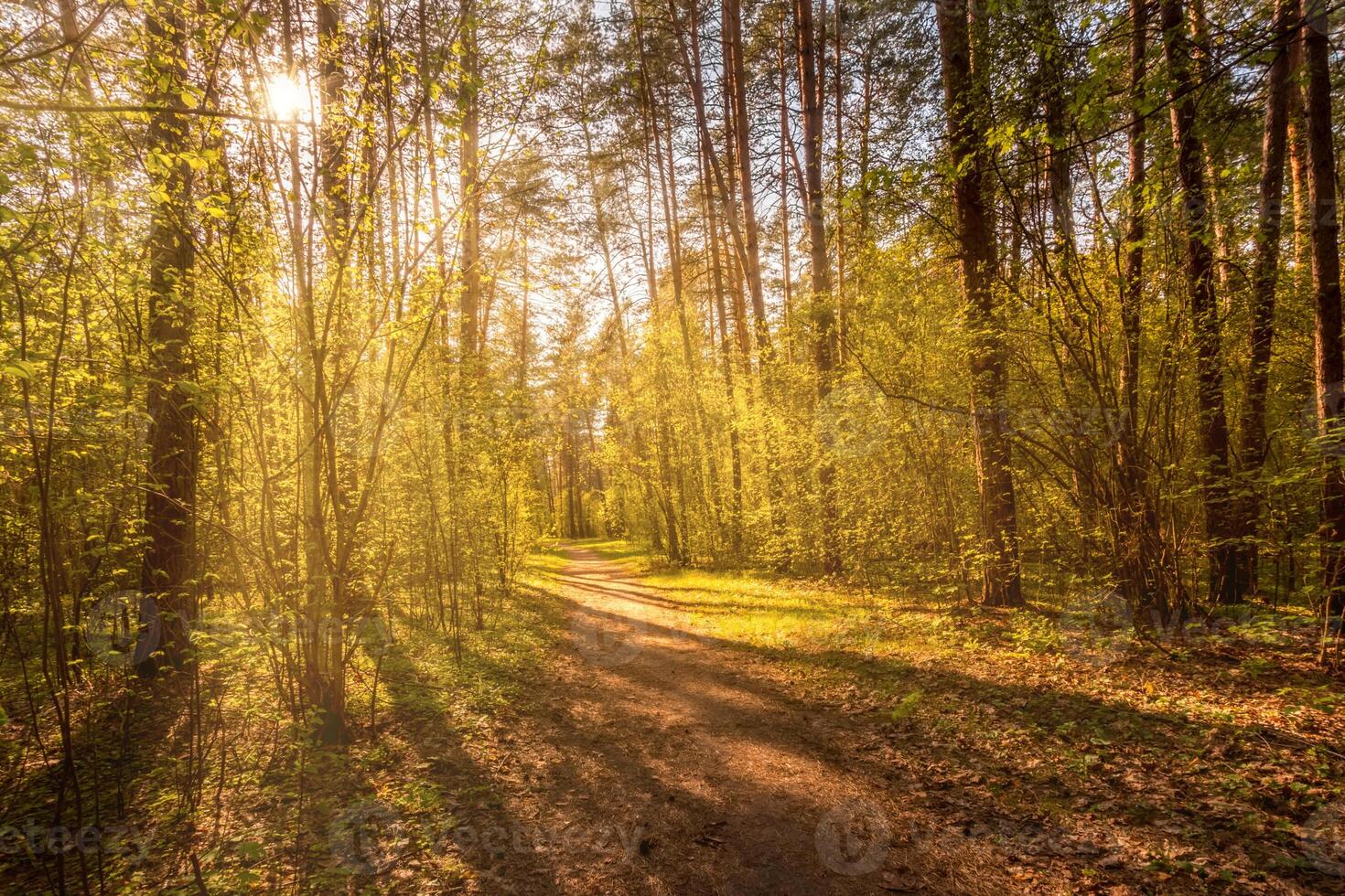 Sunbeams streaming through the pine trees and illuminating the young foliage on the bushes in the pine forest in spring. photo