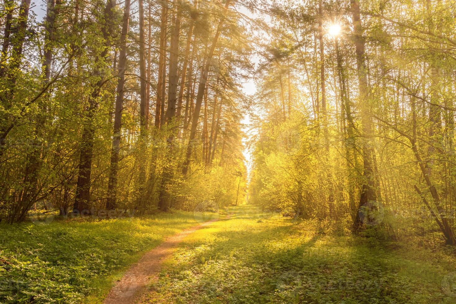 Sunbeams streaming through the pine trees and illuminating the young foliage on the bushes in the pine forest in spring. photo