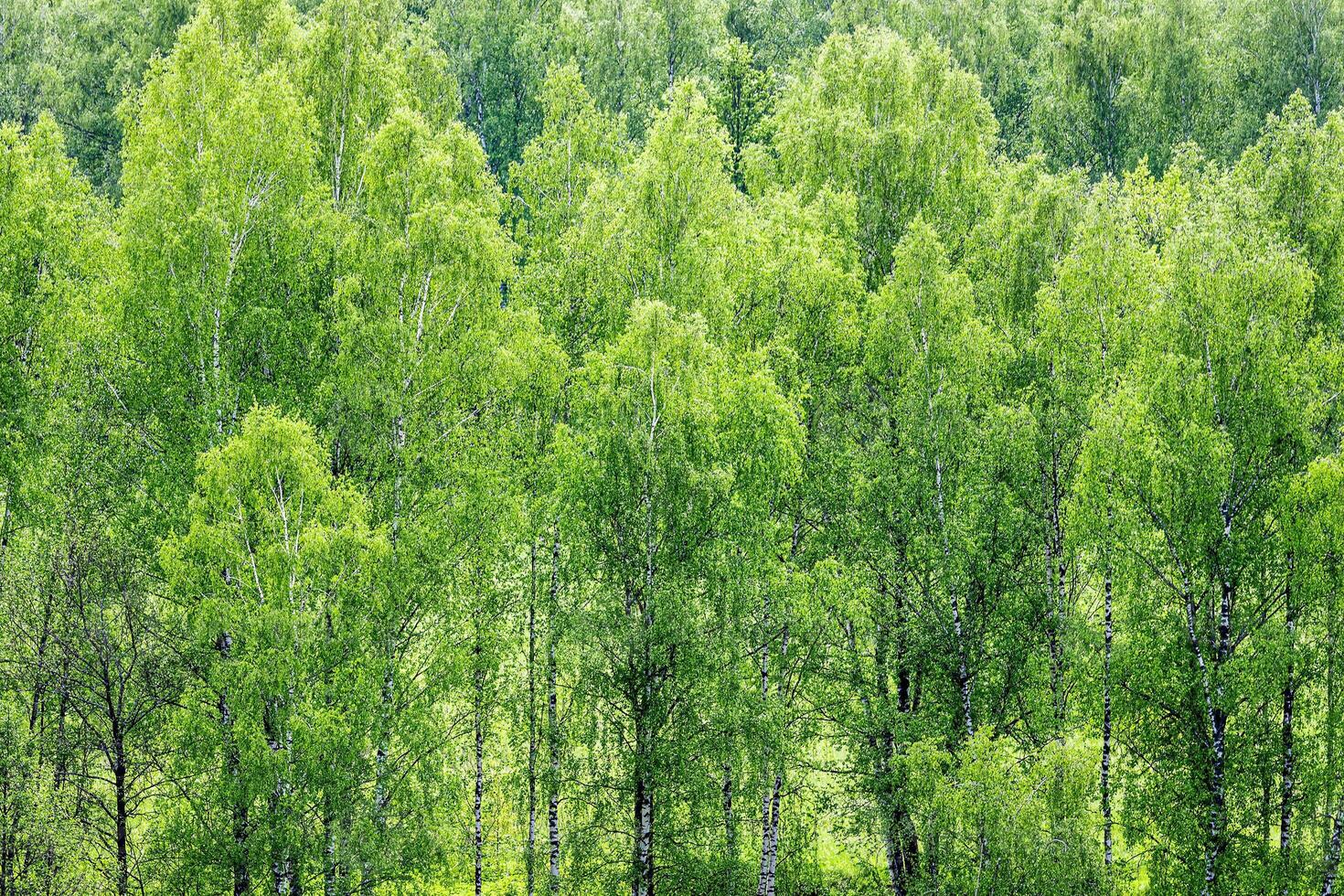 Spring birch forest with young green leaves. photo