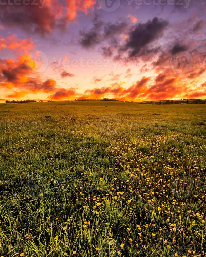 Sunrise or sunset on a field covered with young green grass and yellow flowering dandelions in springtime. photo