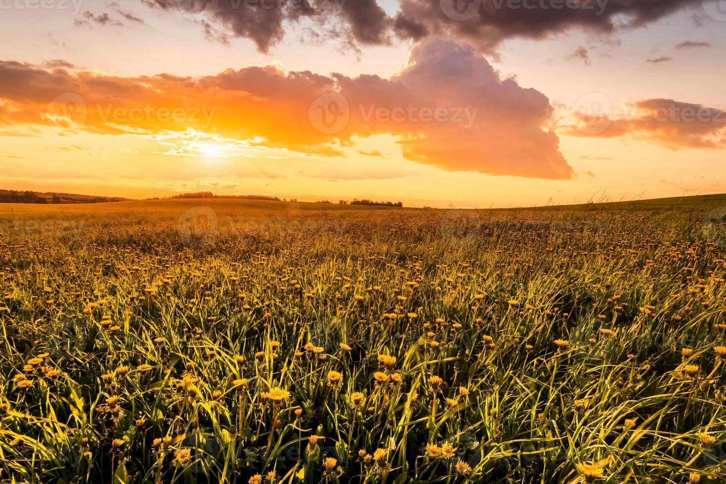 Sunrise or sunset on a field covered with young green grass and yellow flowering dandelions in springtime. photo