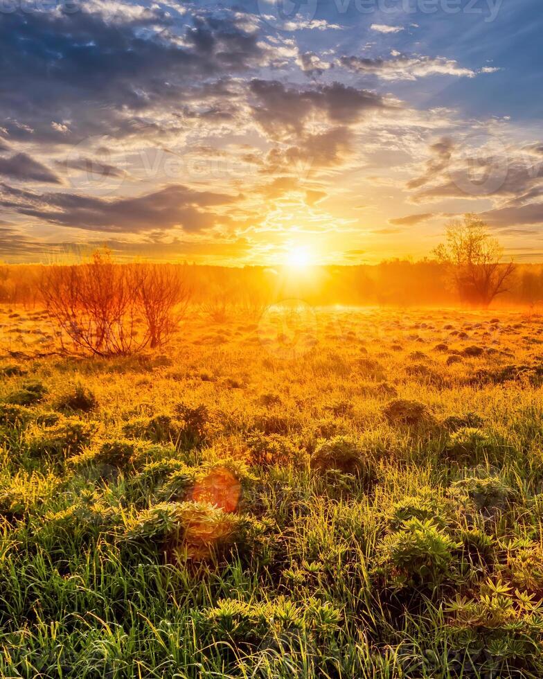 Sunrise in a spring field with green grass, lupine sprouts, fog on the horizon, cloudy sky. photo