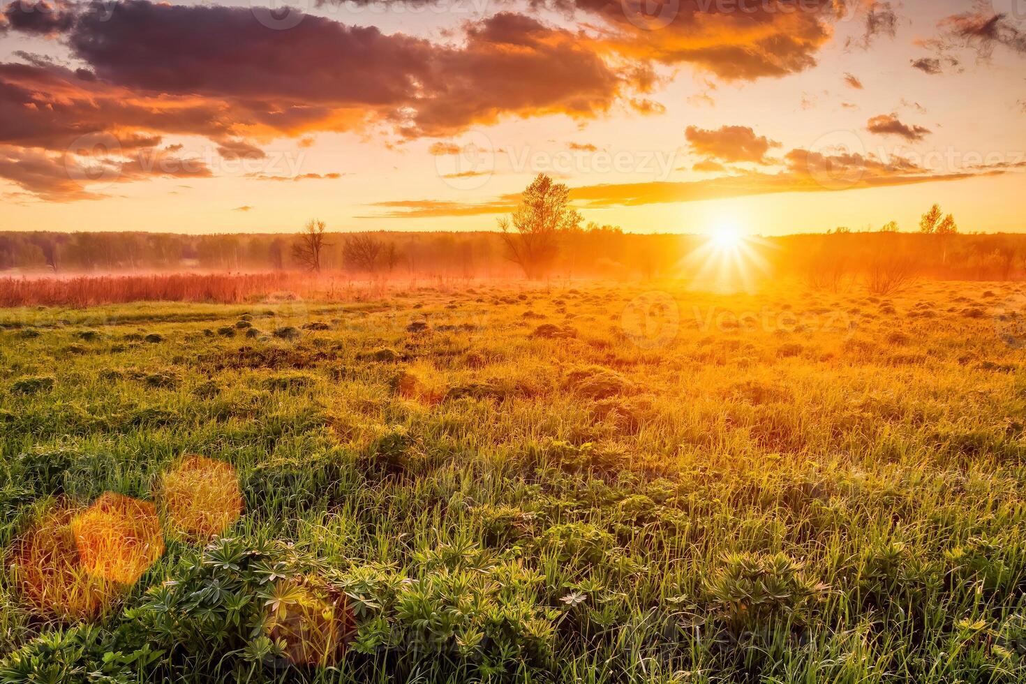 Sunrise in a spring field with green grass, lupine sprouts, fog on the horizon, cloudy sky. photo