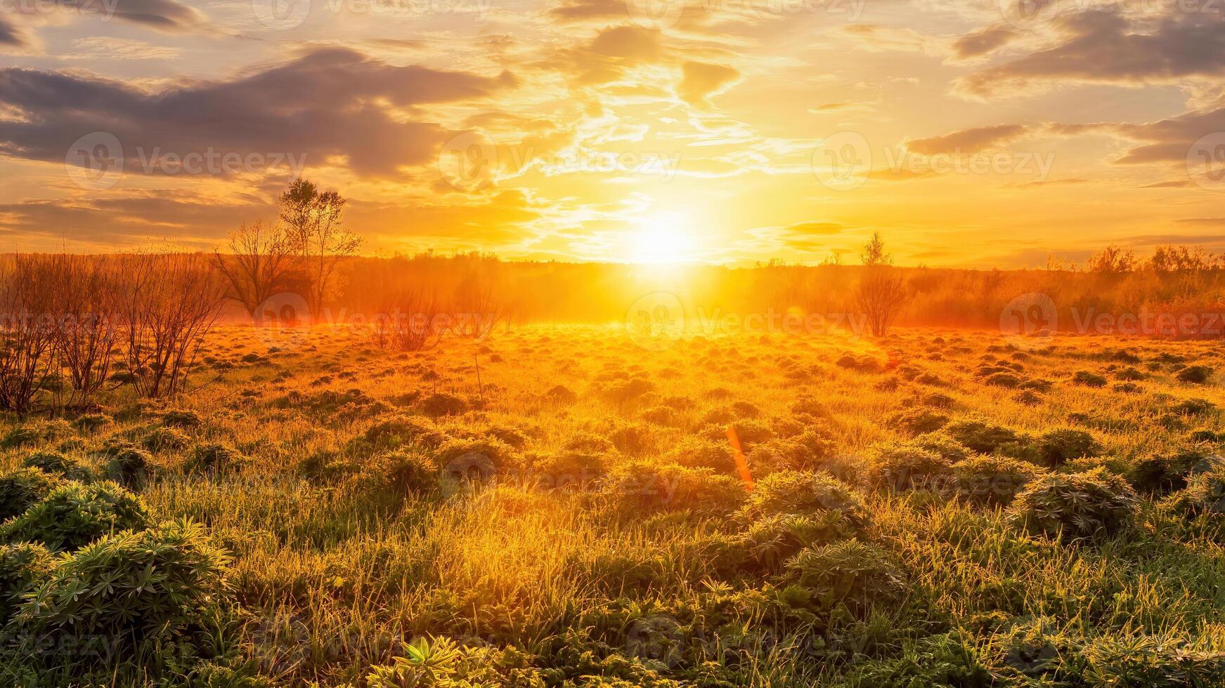 Sunrise in a spring field with green grass, lupine sprouts, fog on the horizon, cloudy sky. photo